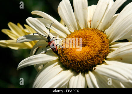 Longhorn Beetle auf große Daisy Blume Stockfoto