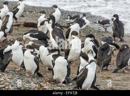 Kormorane am Strand von Punta Arenas, Chile Stockfoto