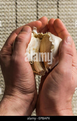 Extra große Elefanten Knoblauch bei stimmungsvolle Beleuchtung für Landwirte Foto Hintergrund in Händen umklammert Stockfoto