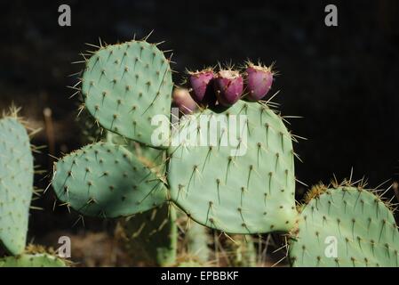 Lila Stachelbirnen auf einem Opuntia Kaktus Pflanze in der Mittelmeer Stockfoto