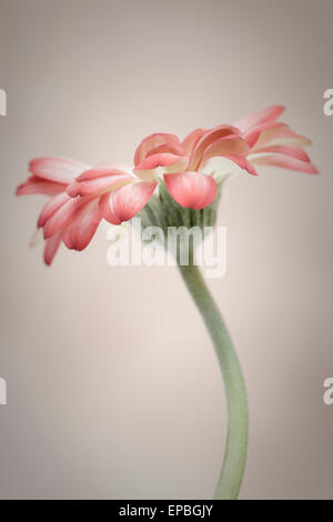 Einzelne Gerbera Stockfoto