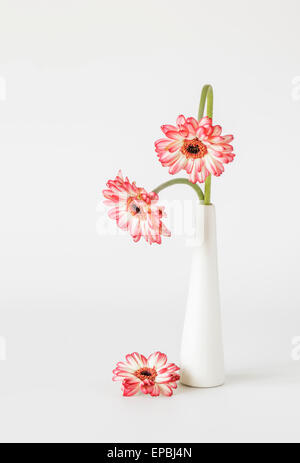 Zwei rote weiße Gerbera mit Verbeugung Stiele in Vase Stockfoto