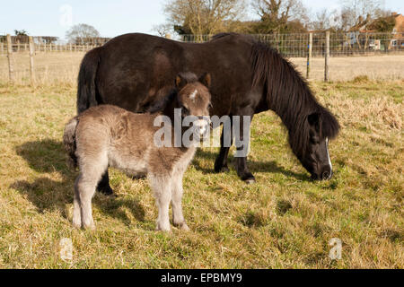 Eine süße zwei Tage alten Shetlandpony Fohlen mit seiner Mutter Stockfoto