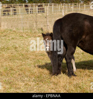 Ein zwei Tage alten Shetlandpony Fohlen peeping Out hinter seiner Mutter Stockfoto