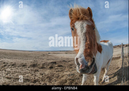 Island Urlaub und Tourismus-Bilder - sieht eine isländische Pony in ein fisheye-Objektiv Stockfoto