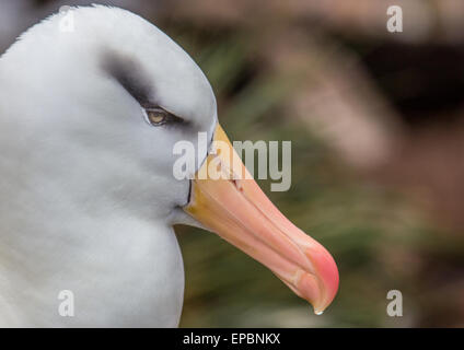 Der Kopfschuss von einem Erwachsenen Black-browed Albatros Stockfoto