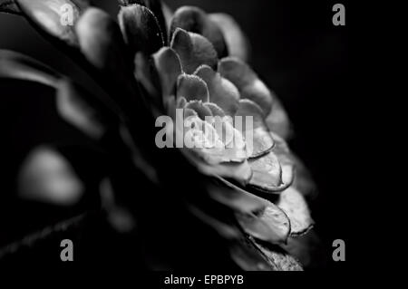 Nahaufnahme der Flat-Topped Aeonium (Aeonium Tabuliforme) Anlage Stockfoto