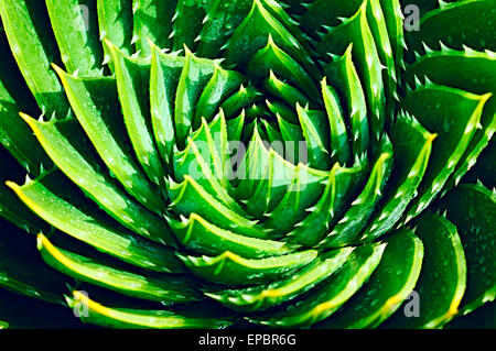 Nahaufnahme der Spirale Aloe (Aloe Polyphylla), Ellerslie, Auckland, Neuseeland Stockfoto