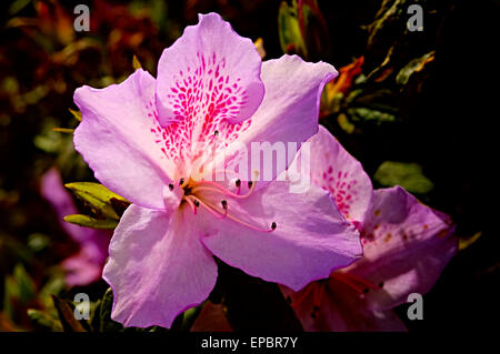 Nahaufnahme der Azalee (Rhododendron) Blume Stockfoto