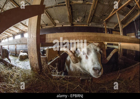 Isländische Schafe und Böcke in einem ländlichen Bauernhof Scheune Loking in die Kamera mit einem fisheye-Objektiv Stockfoto