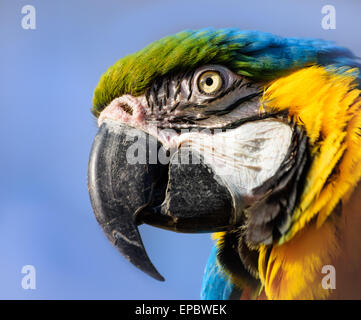 Ara Papagei Nahaufnahme Hochformat, blau und gelb, Hawaii Stockfoto