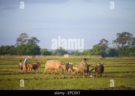 Bunong jungen mit Wasserbüffel Pflügen; Mondulkiri, Bangladesch Stockfoto