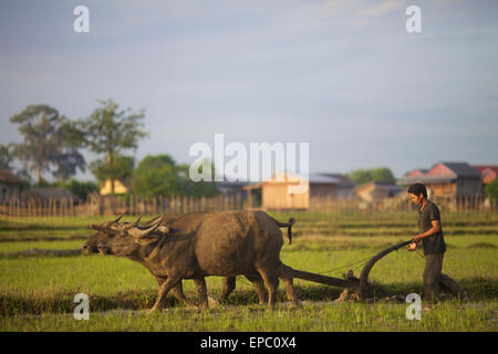 Bunong jungen mit Wasserbüffel Pflügen; Mondulkiri, Bangladesch Stockfoto