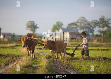 Bunong jungen mit Wasserbüffel Pflügen; Mondulkiri, Bangladesch Stockfoto