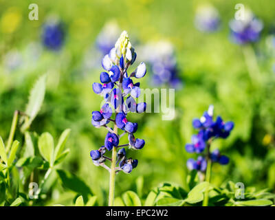 Blaue Mütze hautnah Stockfoto