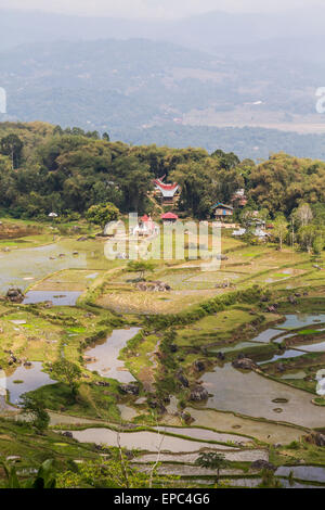 Reisterrassen und Tongkonans, uralte traditionelle Toraja Häuser, Batutumonga, Toraja Land, Süd-Sulawesi, Indonesien Stockfoto