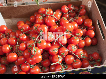 Sizilianische Schachtel mit Trauben Cherry-Tomaten im freien Markt in Sorrent. Stockfoto