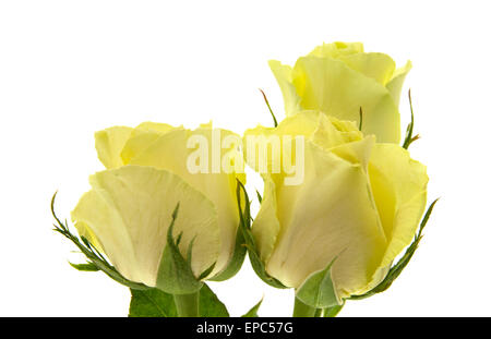 gelb-grüne rose Blumen Makro auf weißem Hintergrund Stockfoto