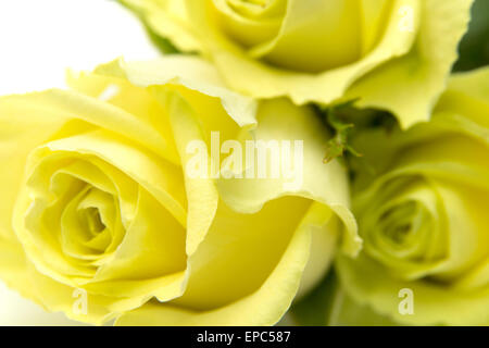 gelb-grüne rose Blumen Makro auf weißem Hintergrund Stockfoto