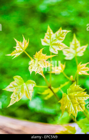 junger Ahornbaum Stockfoto