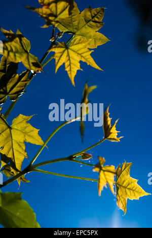 junger Ahornbaum Stockfoto