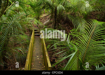 Nikau-Palmen und Steg bei Parry Kauri Park, Warkworth, Region Auckland, Nordinsel, Neuseeland Stockfoto
