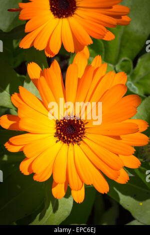 Ringelblume (Calendula Officinalis) im Garten mit grünen Blättern Hintergrund hell orange Blume Stockfoto