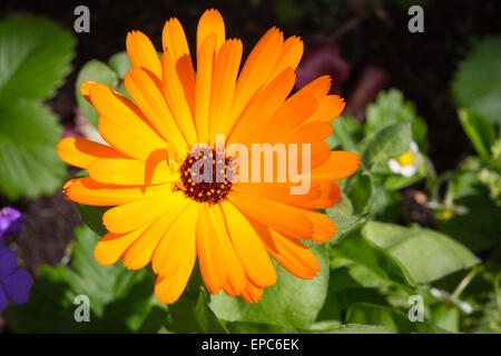 Ringelblume (Calendula Officinalis) im Garten mit grünen Blättern Hintergrund hell orange Blume Stockfoto