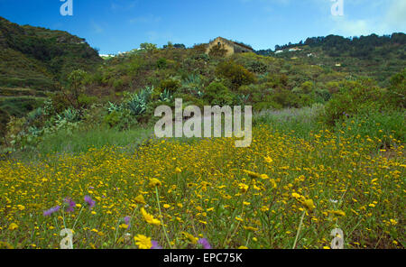 Gran Canaria, im Landesinneren Nortern Teile, Barranco de Azuaje Naturresort Stockfoto