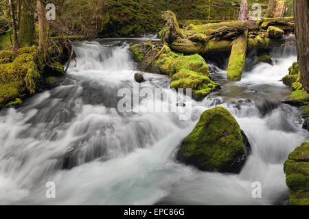 Panther Creek Falls in Washington State Forest Stockfoto