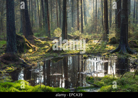 Natürliche Nadel-Stand von Białowieża Wald Landschaftsschutzgebiet Morgen mit Sonnenlicht in Białowieża Wald, Polen Stockfoto