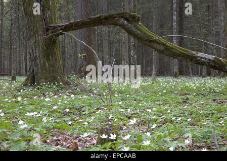 Im Frühjahr blühen Butterblume um alte Moos eingewickelt Hainbuche Baum mit gebrochenen Zweig Stockfoto