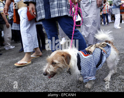 Tokio, Japan. 16. Mai 2015. Ein Hund trägt einen Happi Mantel während der jährlichen Sanja Festuval, eines der drei größten Festivals in Tokio, Japan, 16. Mai 2015. Etwa 100 tragbare Schreine wurden am 2. Tag des Festivals, das 15. bis 17. von Mai dieses Jahres stattfindet. © Stringer/Xinhua/Alamy Live-Nachrichten Stockfoto