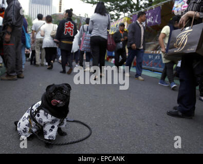 Tokio, Japan. 16. Mai 2015. Ein Hund trägt einen Happi Mantel während der jährlichen Sanja Festuval, eines der drei größten Festivals in Tokio, Japan, 16. Mai 2015. Etwa 100 tragbare Schreine wurden am 2. Tag des Festivals, das 15. bis 17. von Mai dieses Jahres stattfindet. © Stringer/Xinhua/Alamy Live-Nachrichten Stockfoto