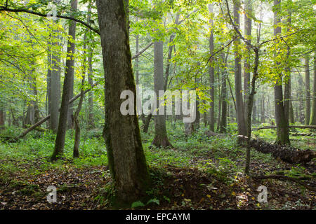 Alten natürlichen Laub-Stand von Białowieża Wald Morgen mit der Gruppe der alten Bäume, Wald von Białowieża, Polen, Europa Stockfoto