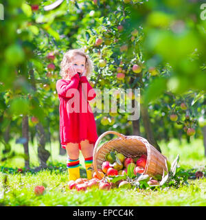 Entzückende kleine Kleinkind Mädchen mit dem lockigen Haar trägt ein rotes Kleid, umgekippt lachend und mit Blick auf einen Korb mit frischen Äpfeln Stockfoto