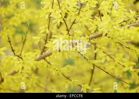 Nahaufnahme Foto von Forsythien Blumen in voller Blüte Stockfoto