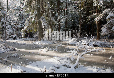 Schneefall nach Feuchtgebiet stehen morgen mit Schnee umhüllt Bäume und gefrorenes Wasser in Białowieża Wald, Polen, Europa Stockfoto