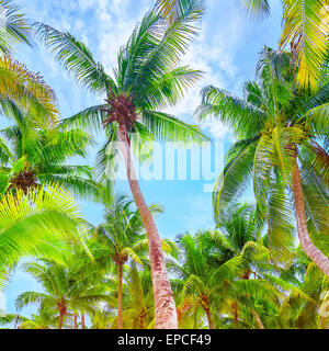 Frische, grüne Palmen, hinterlässt schöne große Palme auf blauen Himmelshintergrund, exotischen Strandresort, Schönheit der tropischen Natur Stockfoto