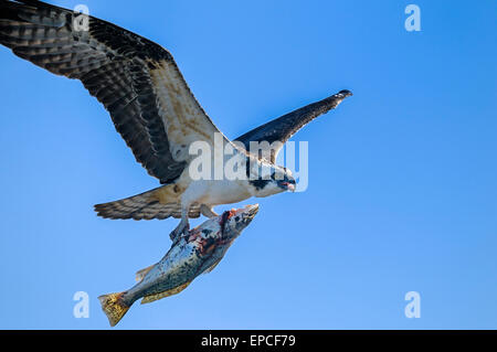 Fischadler Pandion haliaetus Stockfoto