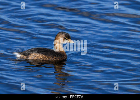 Pied – abgerechnet Grebe, Podilymbus podiceps Stockfoto