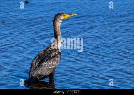 Doppel-crested Kormoran, Phalacrocorax auritus Stockfoto