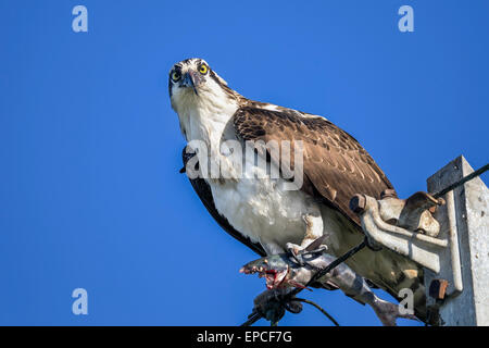 Fischadler Pandion haliaetus Stockfoto