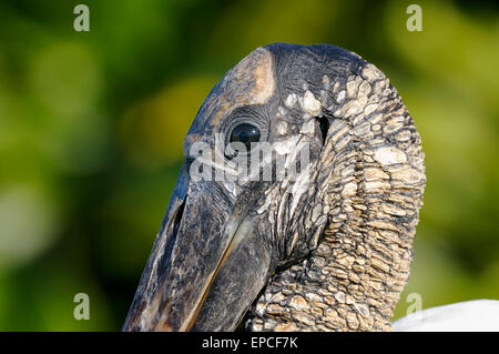 Holz-Storch, Mycteria americana Stockfoto