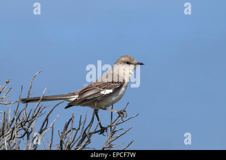 nördliche Spottdrossel, Mimus polyglottos Stockfoto