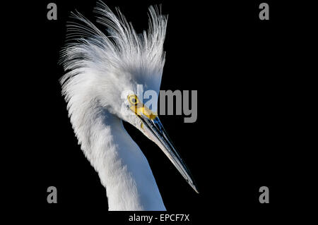 Snowy Reiher, Egretta unaufger Stockfoto