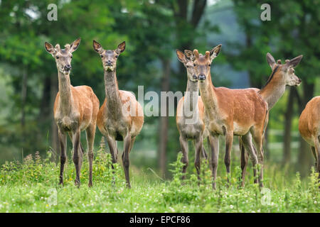 Hirsch, Cervus elaphus Stockfoto