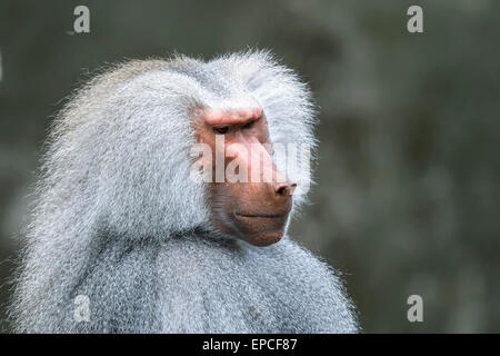 Hamadryas Pavian, Papio hamadryas Stockfoto