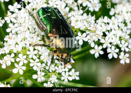 Rose Chafer, Cetonia aurata Stockfoto