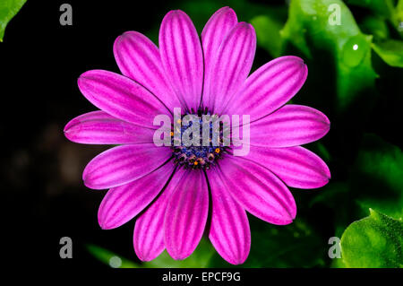 Osteospermum Stockfoto